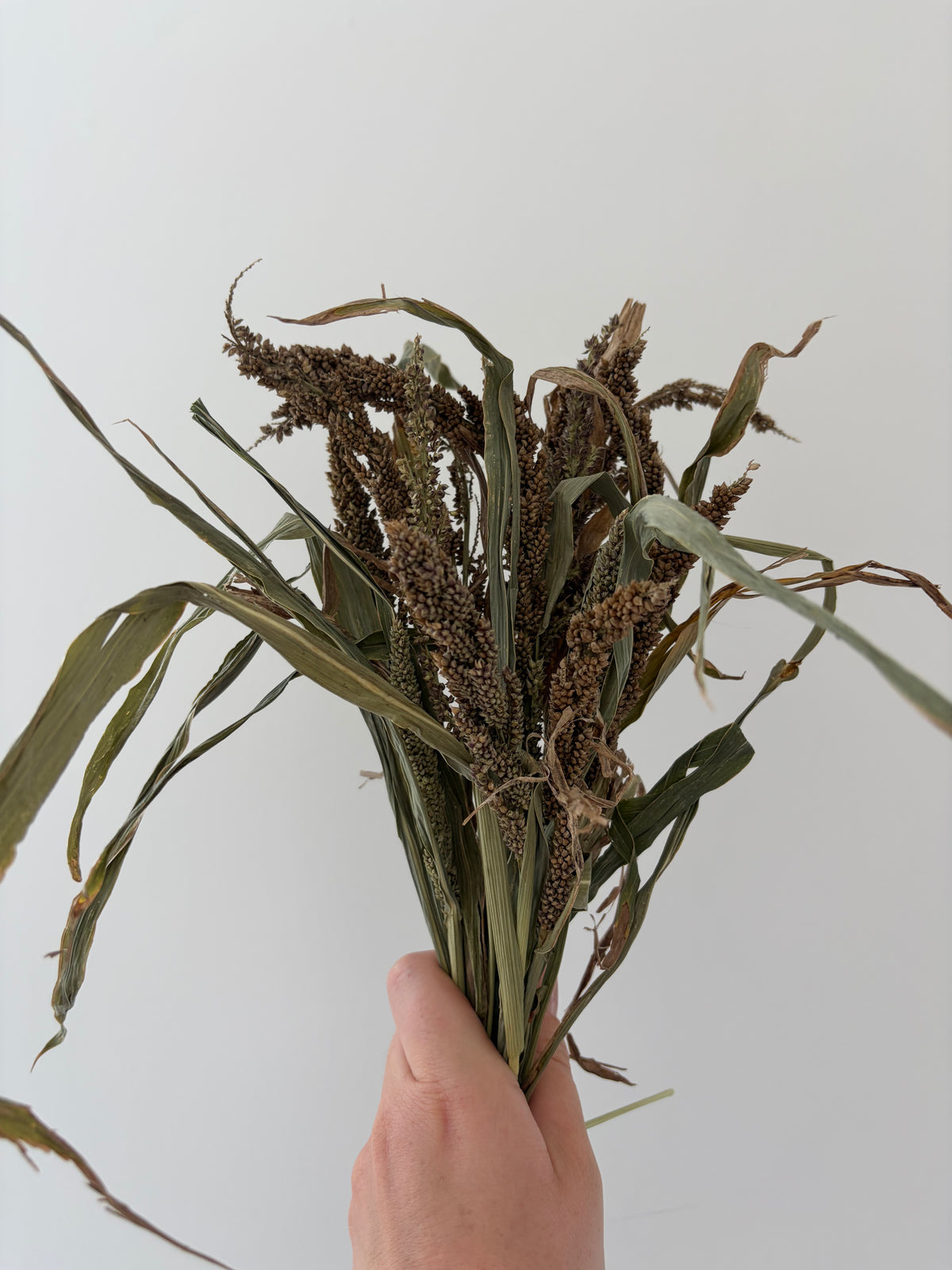 50g Japanese Millet Sprays