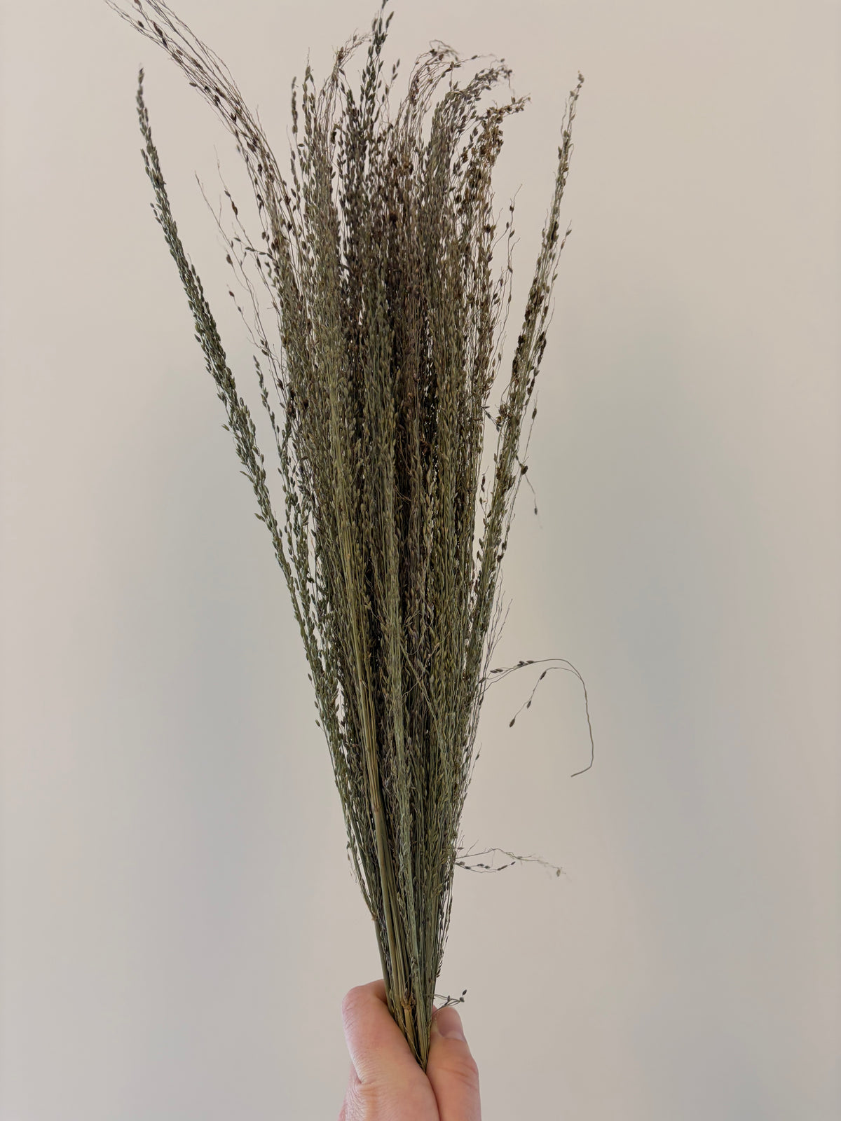25g Pagima Coverage Sprays