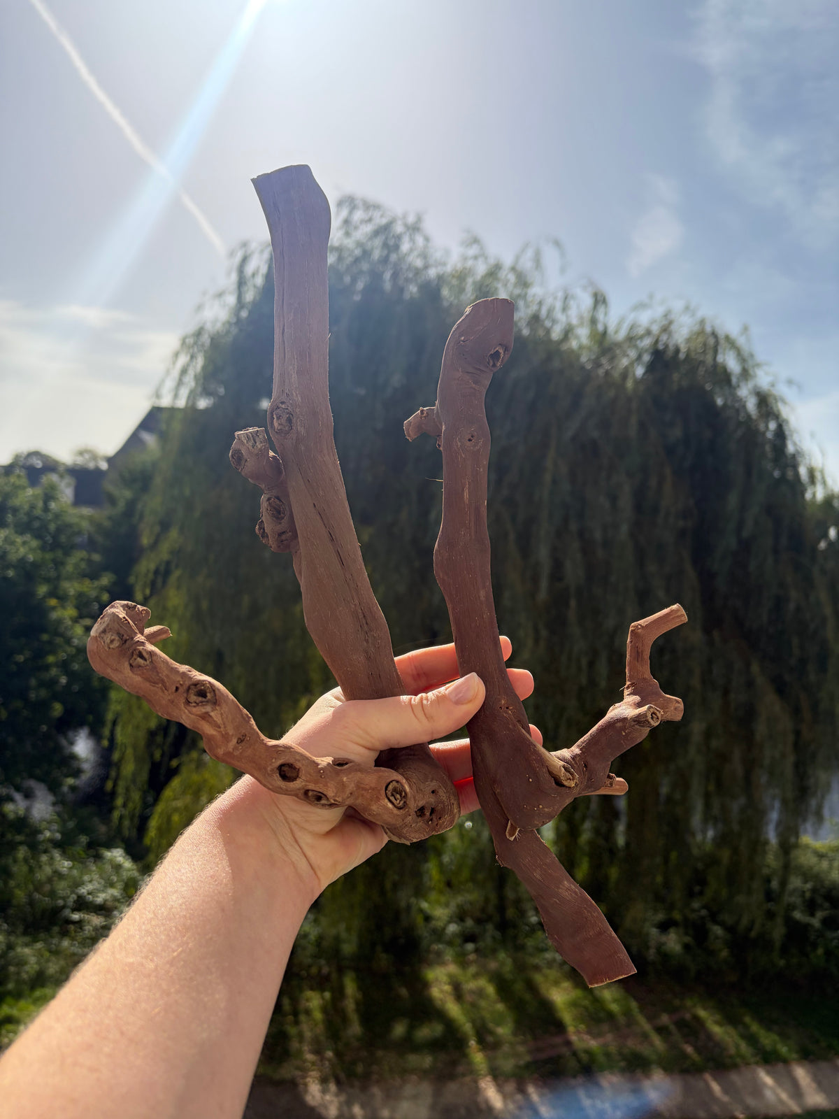 Grapevine Wood Branch